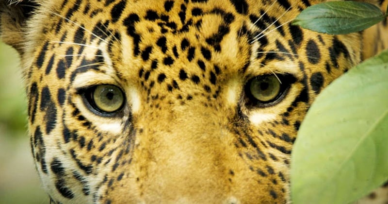 Jaguar-øjne - fra dokumentaren Jaguar Spirit af Emi Kondo.