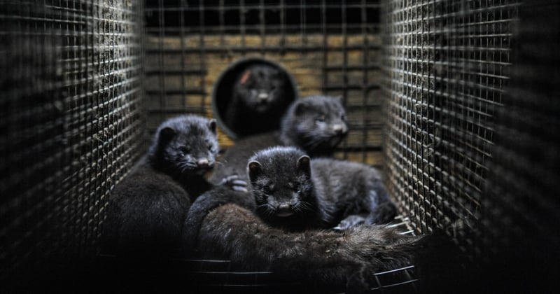 Minks in a cage at a mink farm in Sweden