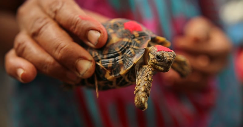 Indian Star tortoise in India