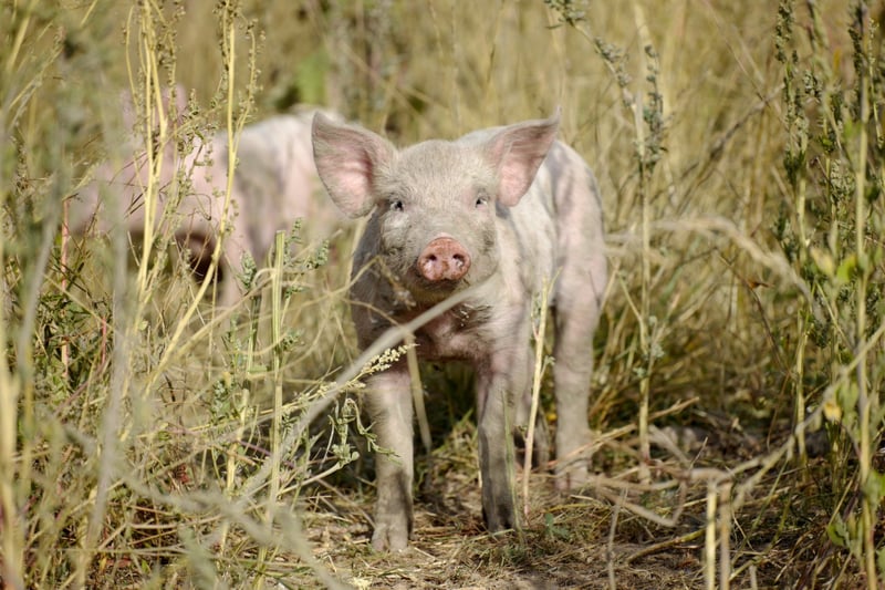 Gris nyder liver på økologisk svinefarm. Foto: Christian Andersen