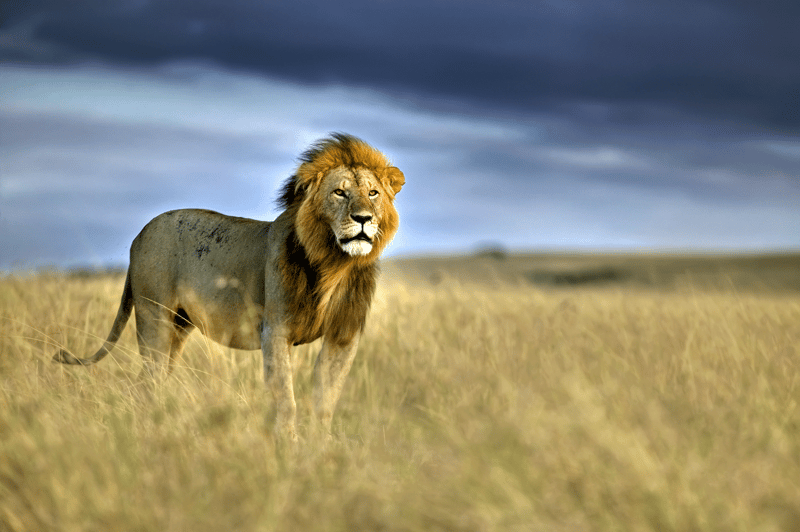 Livet i turistunderholdning ikke et liv for en løve