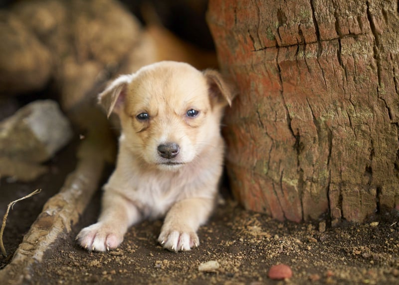 Puppy on Ambae Island in Vanuatu after the eruption of Ambae Volcano - Animals in disasters - World Animal Protection