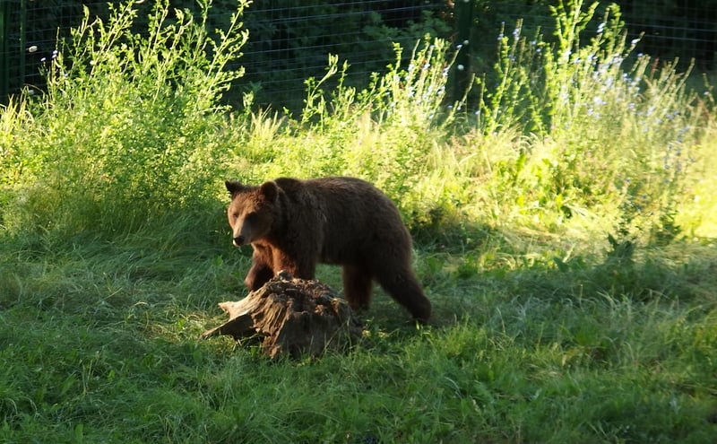 Nye bjørne i Zarnesti-reservatet