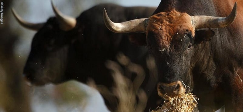 EU-kandidater ønsker totalt forbud mod tyrefægtning