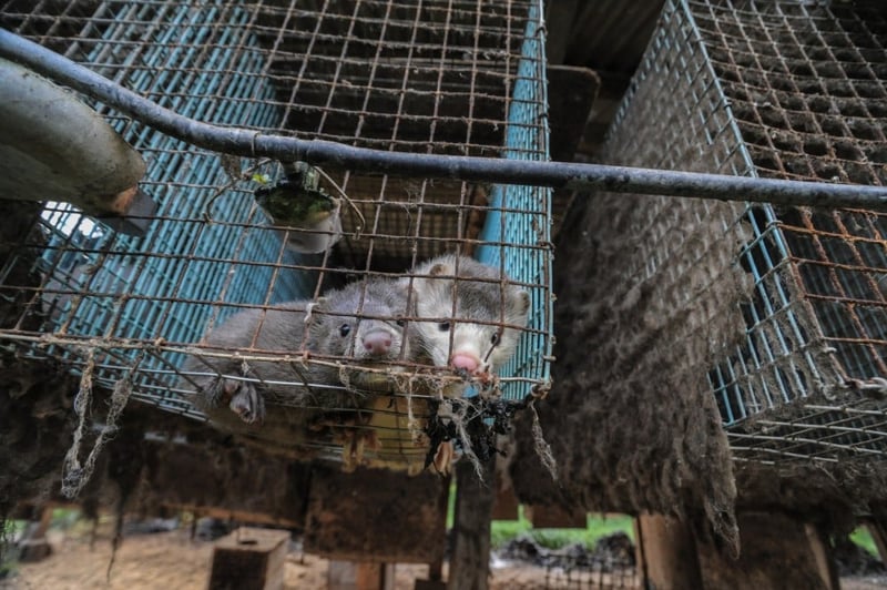 Mink i lille trådbur på minkfarm. Foto: Jo-Anne McArthur / Djurrattsalliansen / We Animals Media
