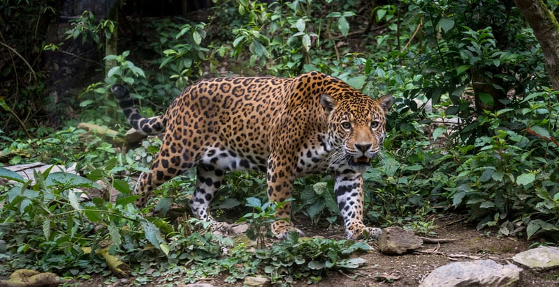 Jaguar i naturlige omgivelser i Bolivia