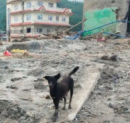 VOAN - hund leder efter sine hvalpe Nepal