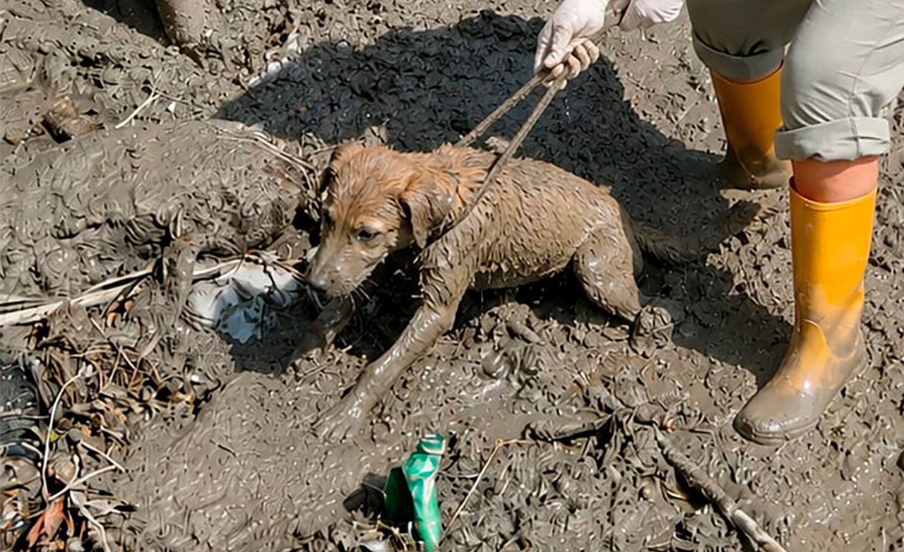 VOAN - Hund fanget i mudder