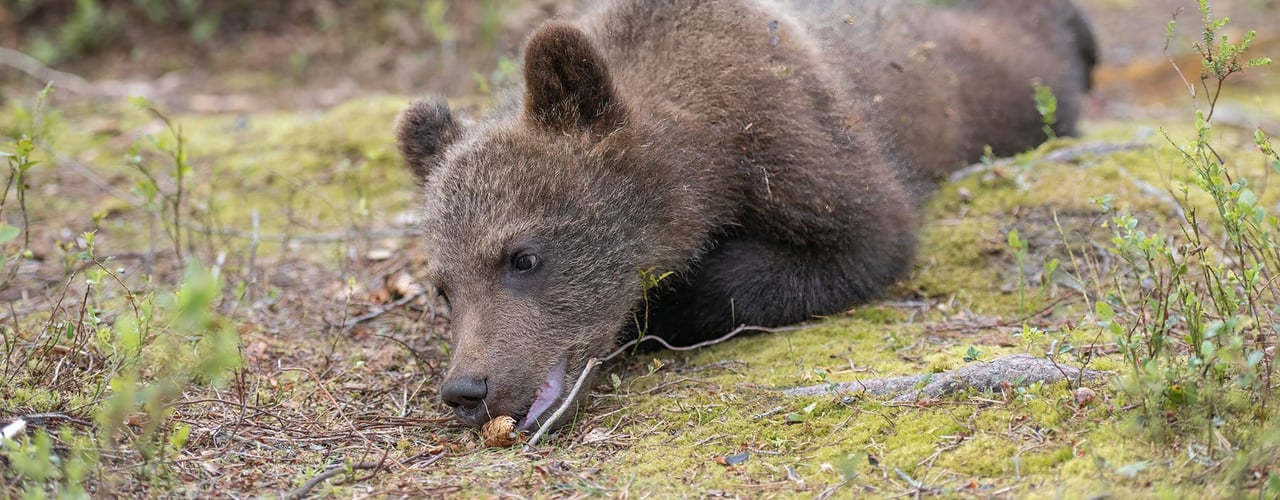 Bjørneunge