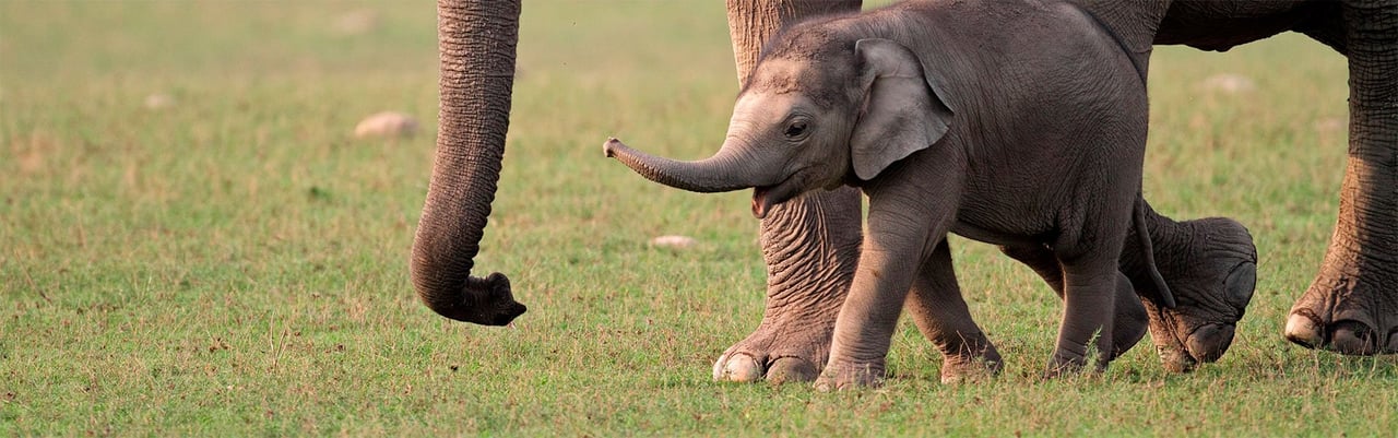 Elefant og unge