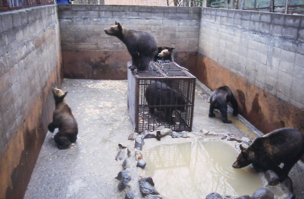 Bjørne i bjørnepark i Japan