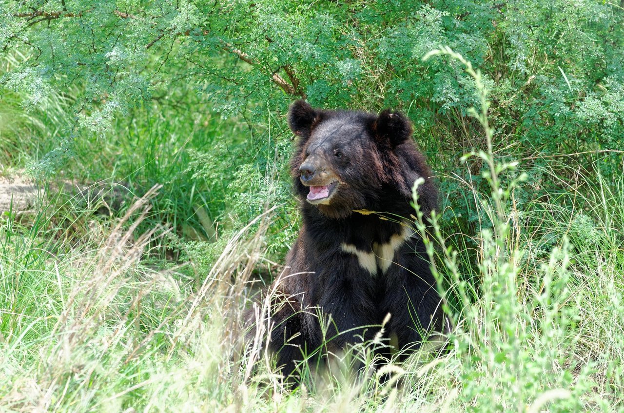 Den reddede bjørn Daisy nyder de naturlige omgivelser i Balkasar Bjørnereservat i Pakistan