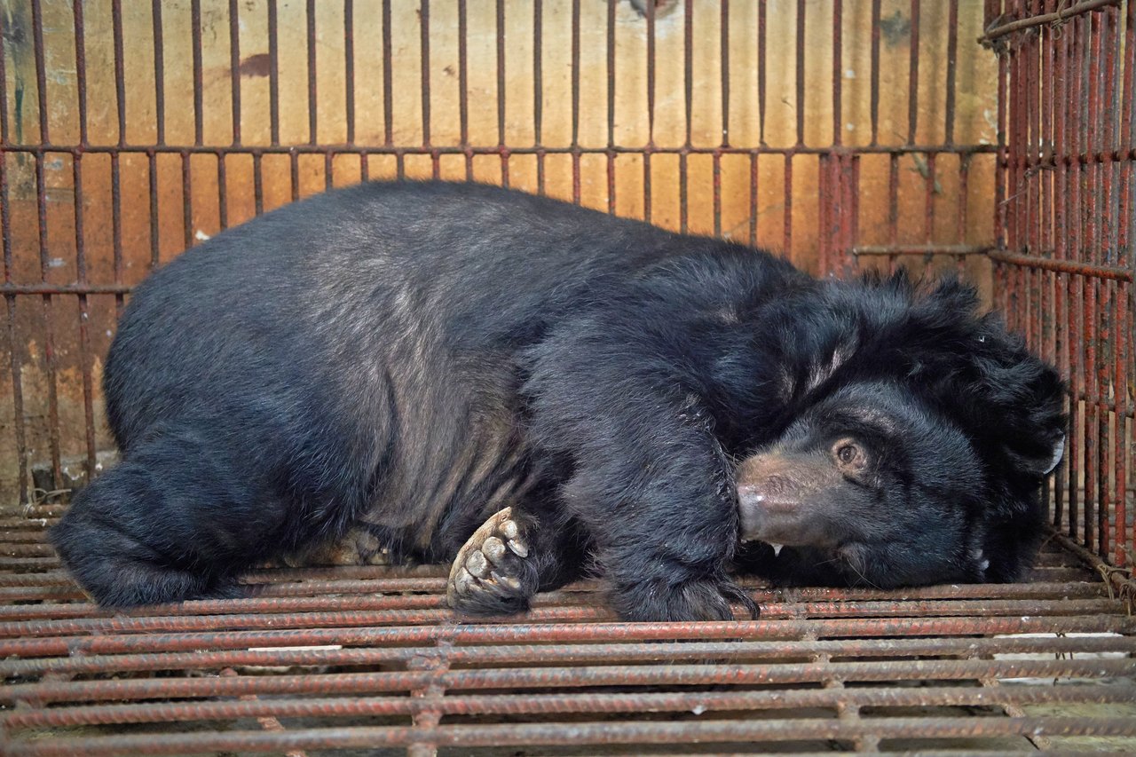 Bjørn i bur på vietnamesisk bjørnegaldefarm