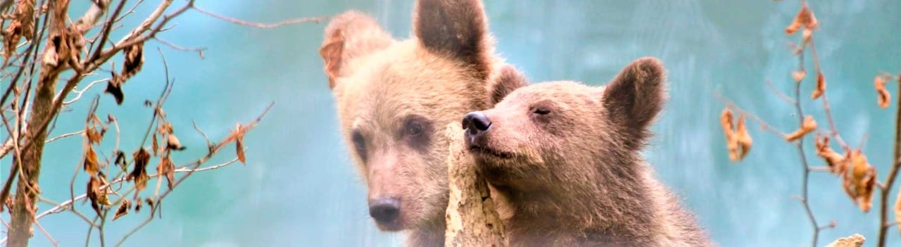 To bjørneunger der putter i Liberaty i Zarnesti, Rumænien