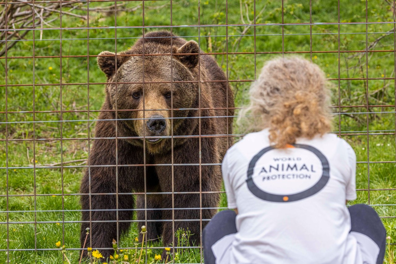 World Animal Protection-medarbejder ser på en af de reddede bjørne i Libearty Bjørnereservat i Rumænien
