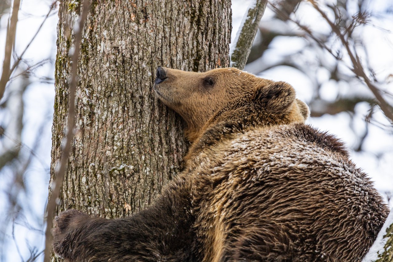 Cleo, en af de reddede bjørne i Libearty-reservatet, krammer træstamme. Foto: Mihai Udrea / AMP