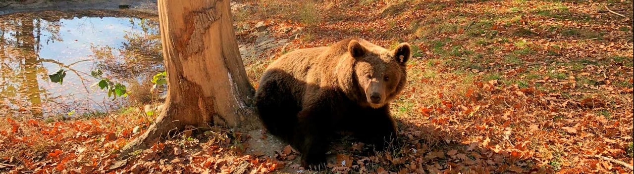 Bjørn der hygger i efterårsskov