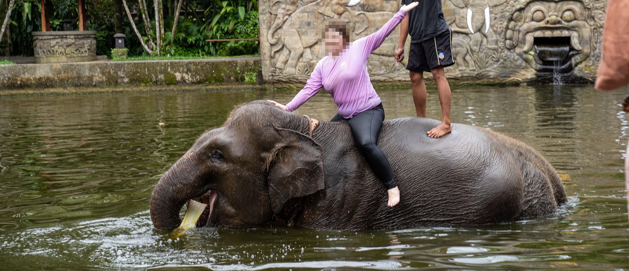 En turist rider på en elefant i et vandbassin