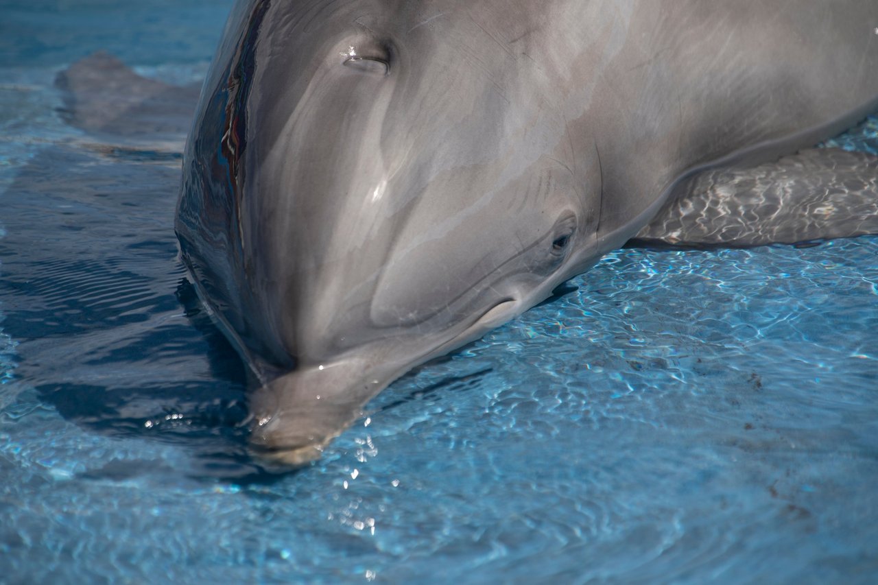 Trist delfin i bassin i delfinarium.