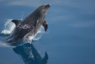 Delfin springer