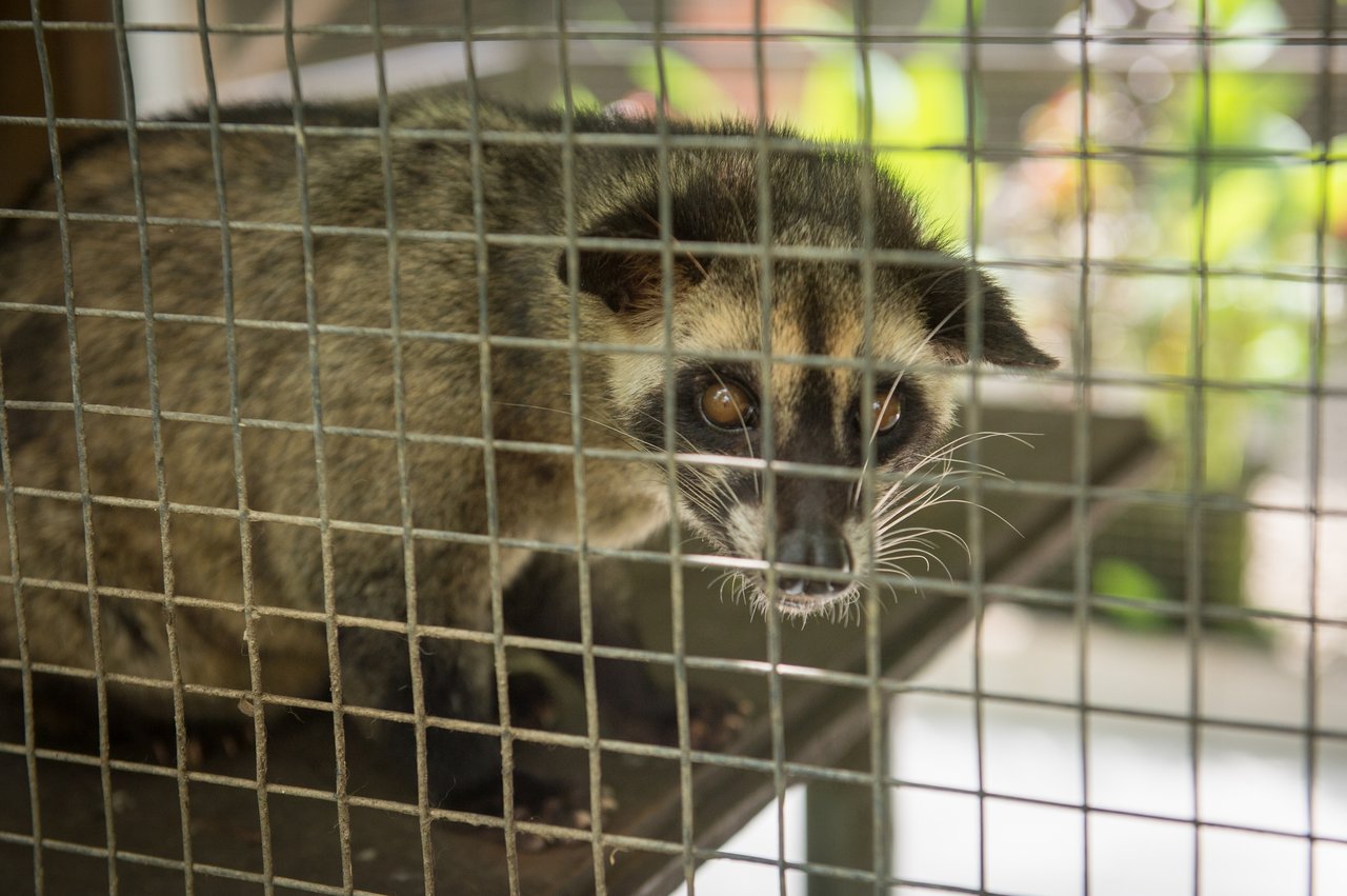 Desmerkat på kaffefarm i Bali, hvor dyrene udnyttes til at underholde turister og producere Kopi Luwak-kaffe.