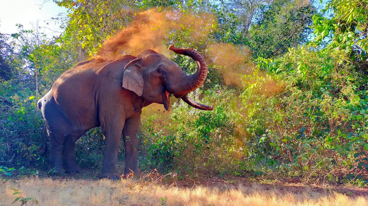 En elefant sprøjter støv på sig selv i elefantreservatet Elephant Valley Project i Cambodja. Kreditering: Elephant Valley Project