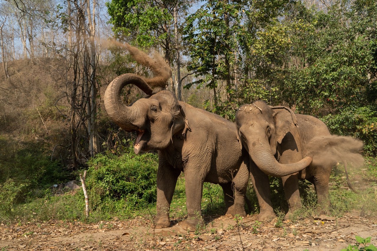Elefanterne Mae Kam og Mae Dok støvbader i elefantreservatet Burm and Emily's Elephant Sanctuary
