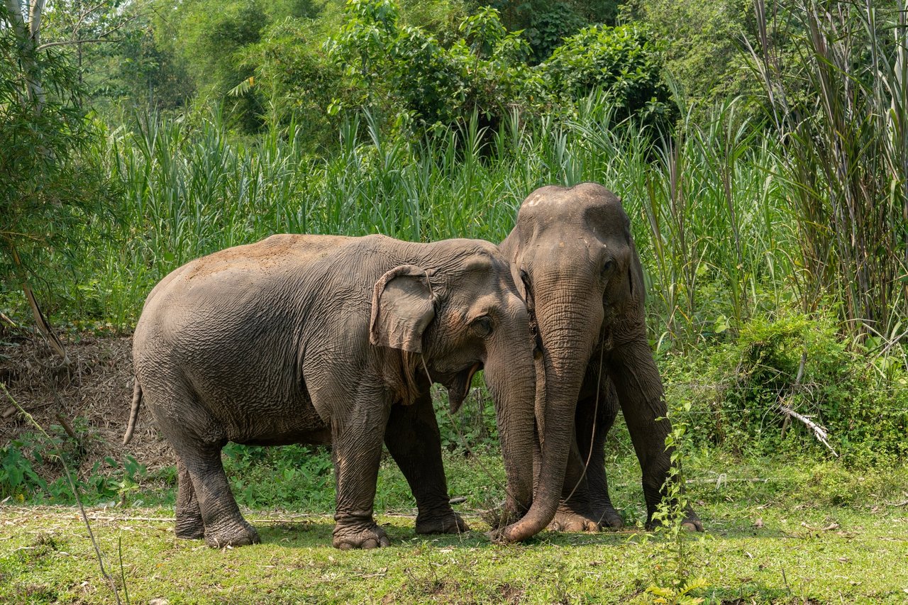To elefanter gnider kærligt hovederne mod hinanden.