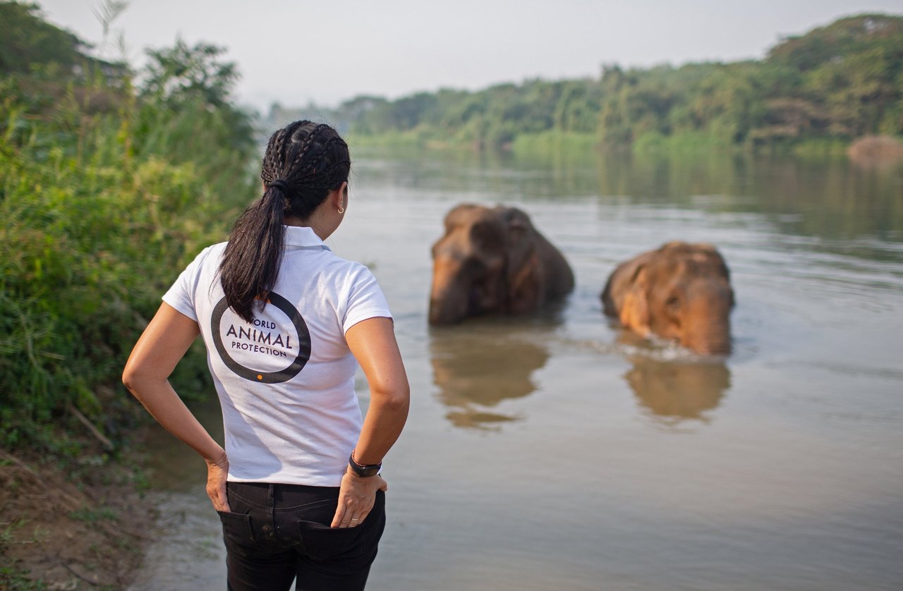 Direktøren for World Animal Protections thailandske kontor foran badende elefanter i elefantreservatet Somboon Legacy Foundation.