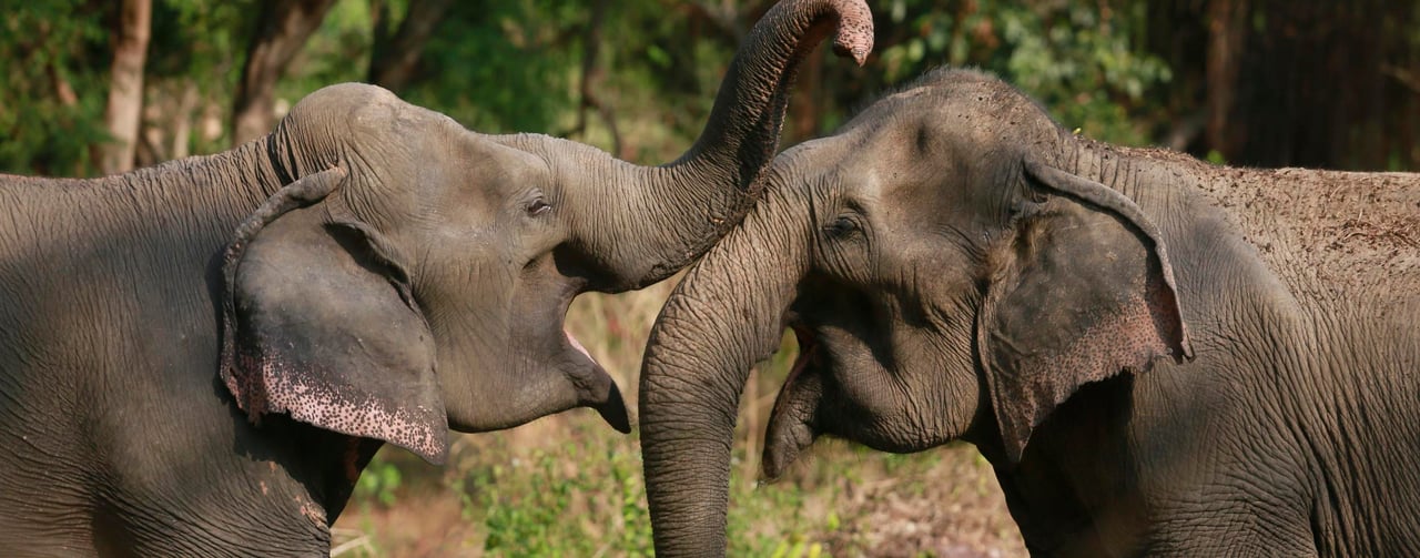 To elefanter i Sappraiwan Elephant Sanctuary (SES), Thailand