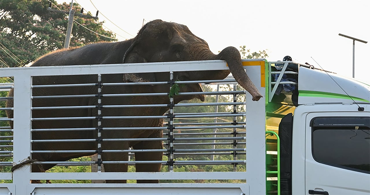 Elephant Relocation