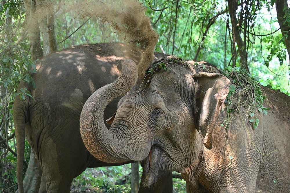 Elephant Relocation