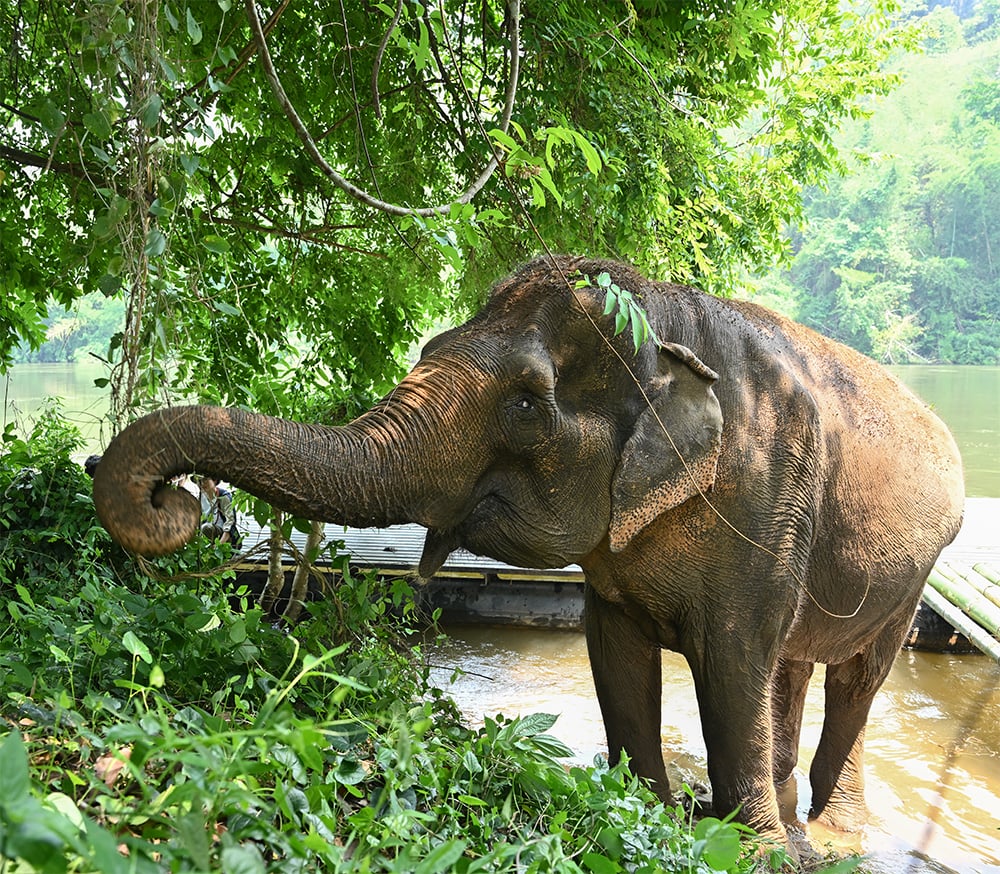 Elephant Relocation