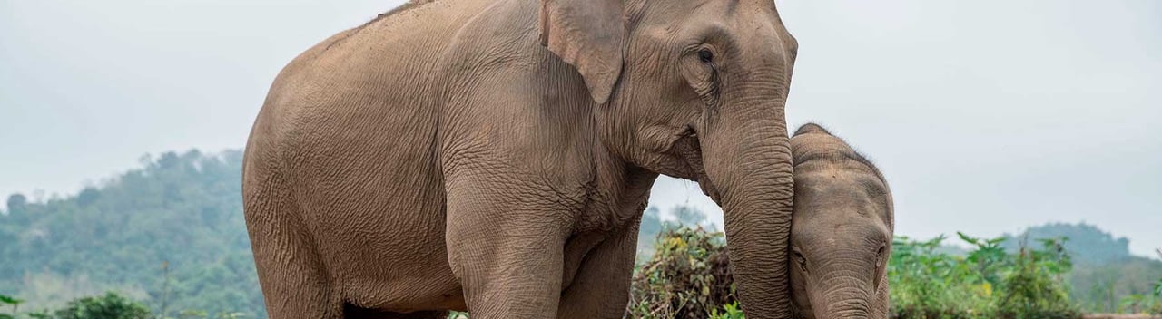 Elefant med unge