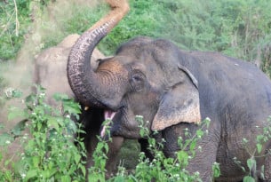 Elefant løfter snablen