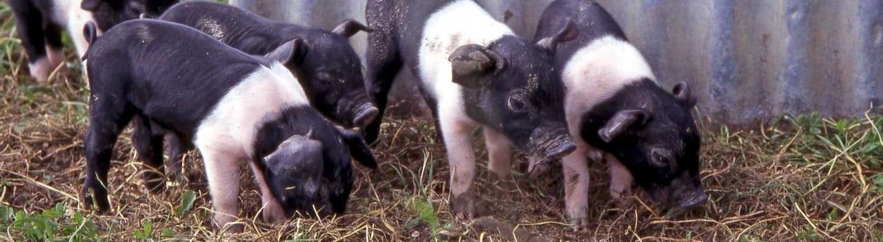 Gård i Filippinerne, der viser alternativer til factory farming