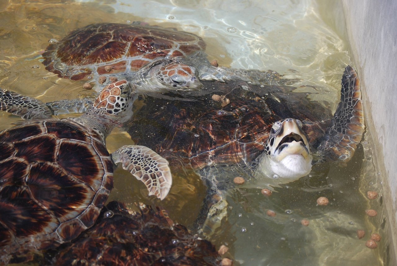 Havskildpadder i betonbassin på havskildpaddecenteret på Caymanøerne