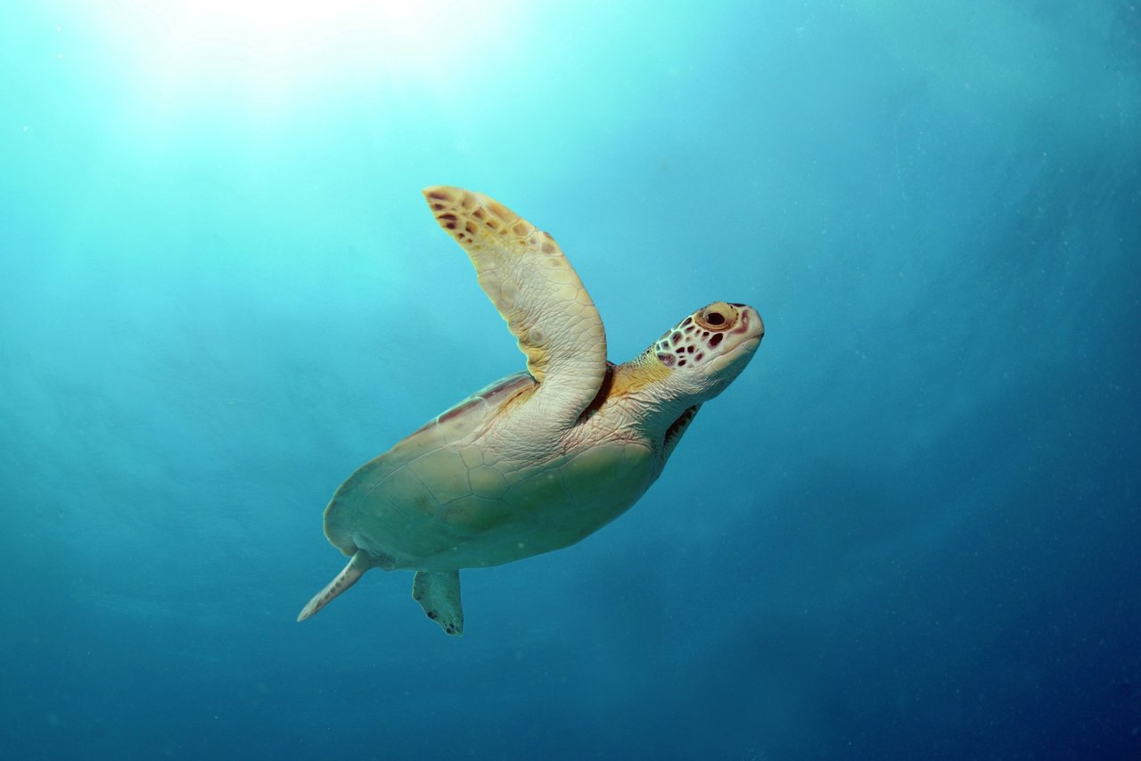 Havskildpadde svømmer frit i havet