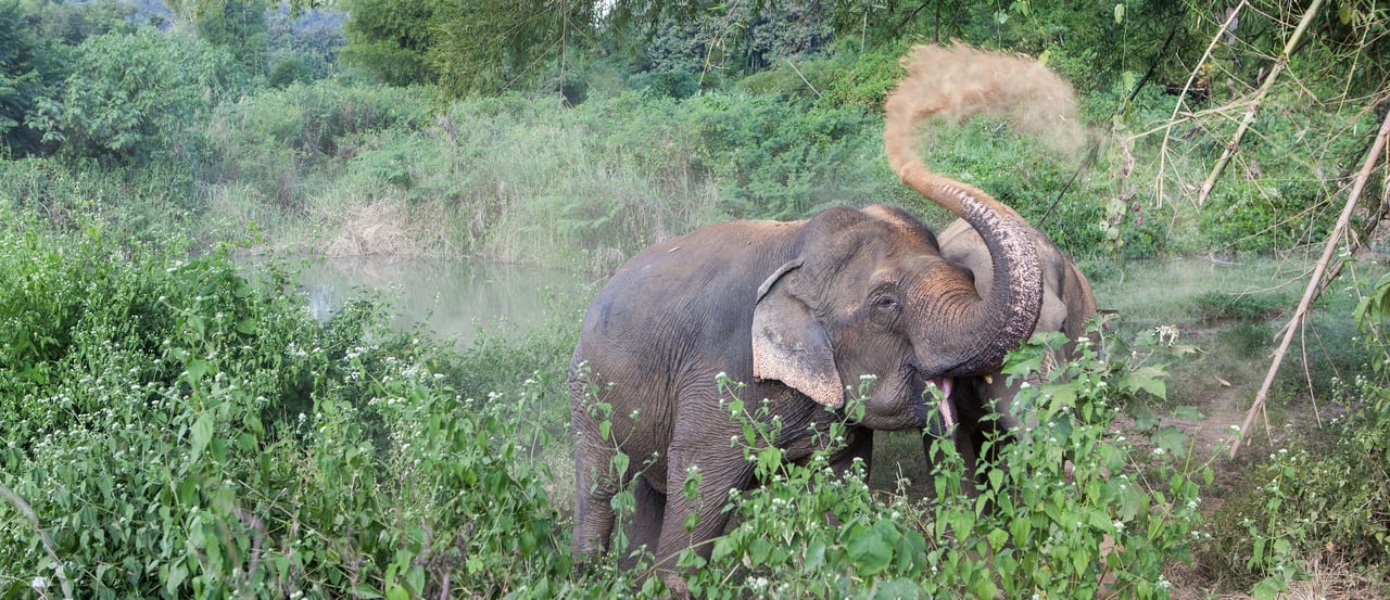 Den reddede elefant Lotus støvbader i elefantreservatet BLES i Thailand.