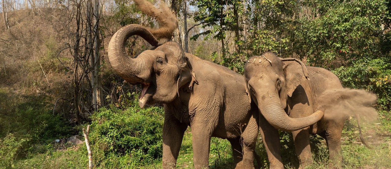 Elefanterne Mae Kam og Mae Dok støvbader i elefantreservatet Burm and Emily's Elephant Sanctuary