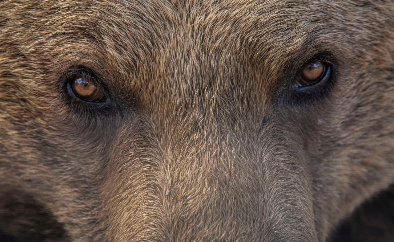 Close-up af øjne på brunbjørn