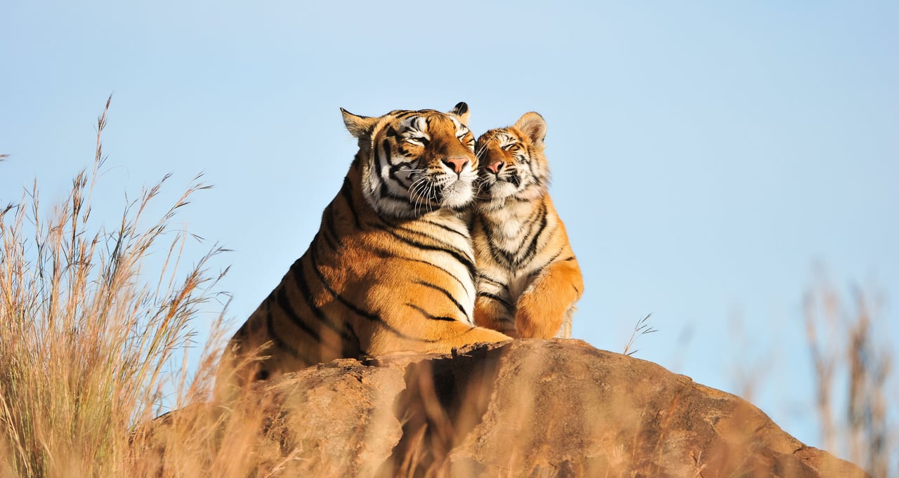 Tiger med sin unge i naturen