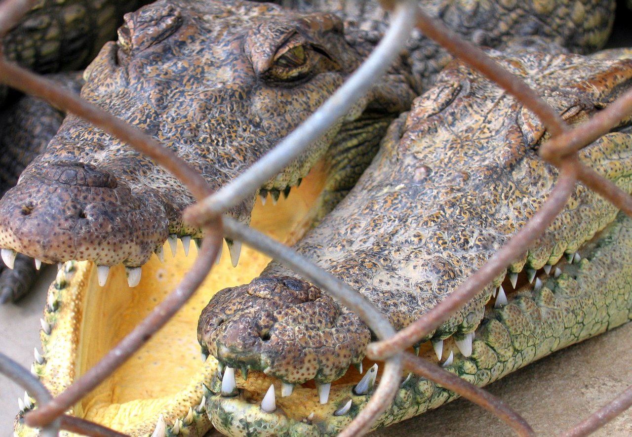 Krokodiller på krokodillefarm i Vietnam