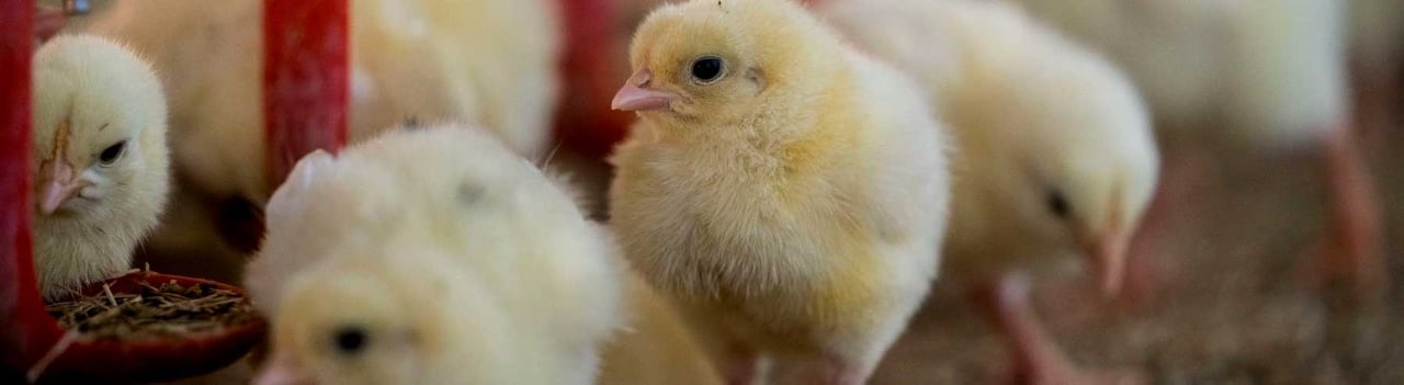 Kyllinger i landbrug