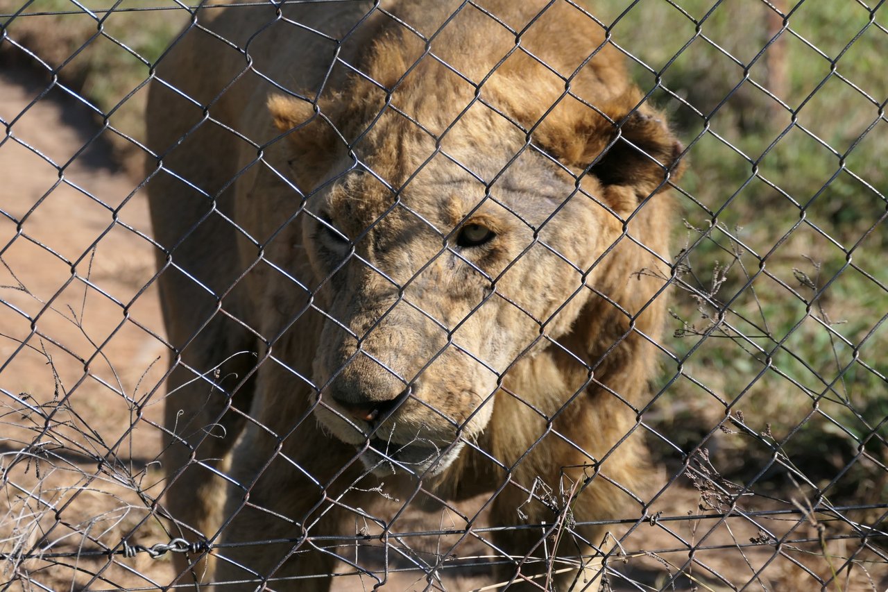 Løve i bart indelukke på sydafrikansk løvefarm.