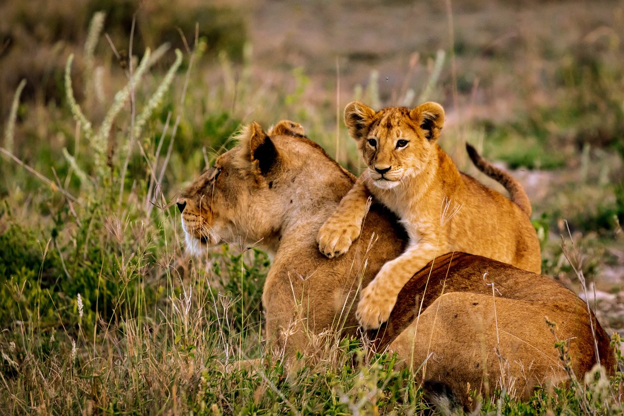 Løvemor med sin unge på savannen i Serengeti