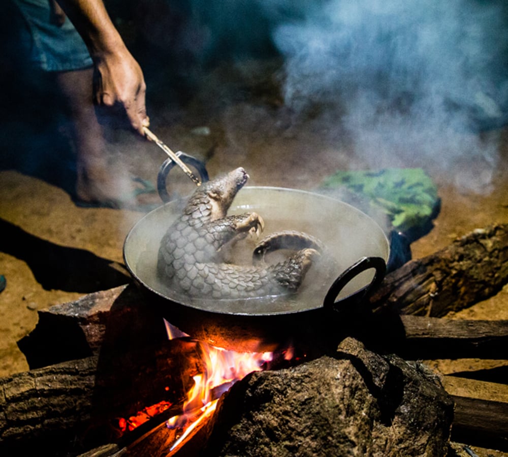 Skældyr bliver kogt