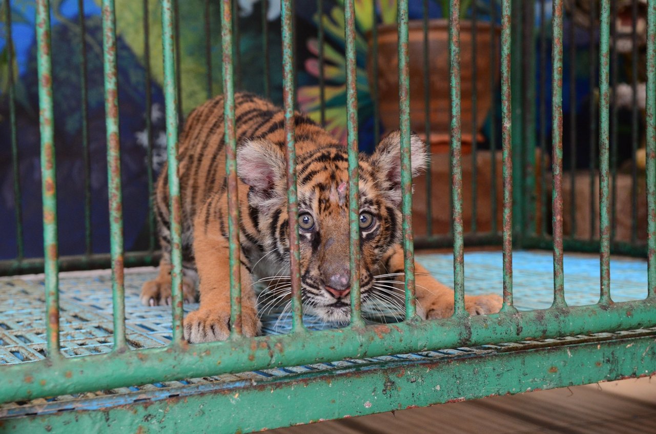 Tigerunge i bur ved turistattraktion i Thailand.