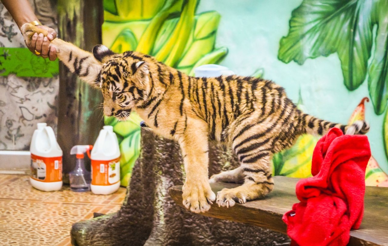 En tigerunge ved en turistattraktion bliver hevet i forbenet