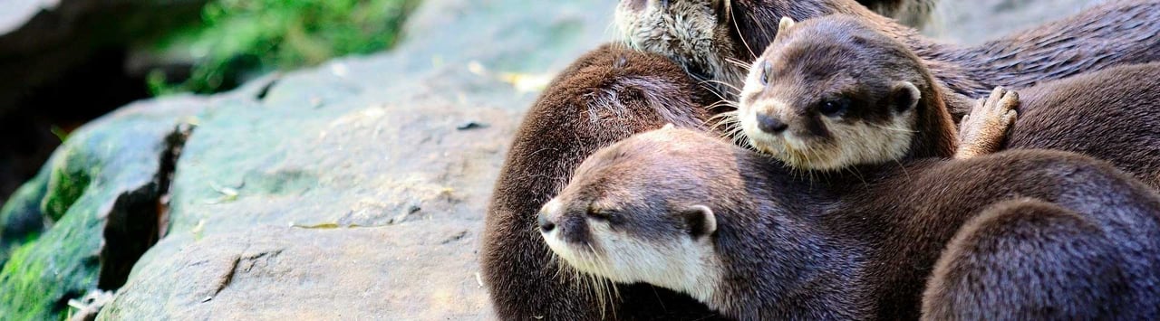 Oddere der krammer i naturen